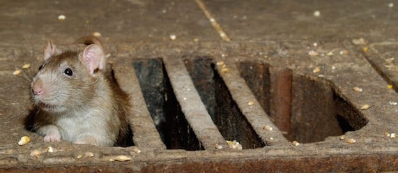 london pest control services |